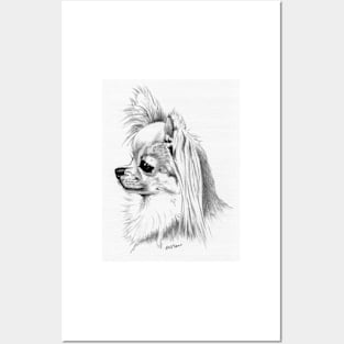 Longcoat chihuahua head portrait Posters and Art